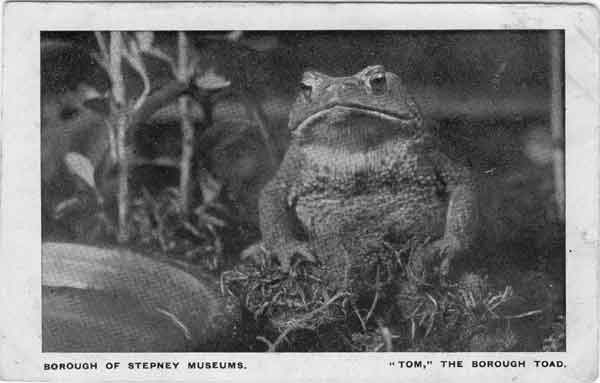One of the animals, Tom the Borough Toad, that lived at the Nature Study Museum (Image from St George in the East)
